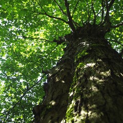 Fototapeta premium Sunlit Canopy A View Upward Through Towering Tree Branches