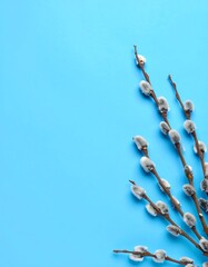 Pussy willow branches against a vibrant blue background