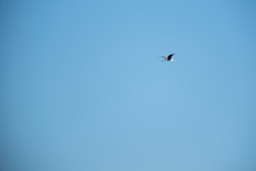 A single bird soaring gracefully through a vast, clear blue sky, captured in a minimalist composition that highlights the elegance of flight, freedom, and the serenity of nature on a sunny day.