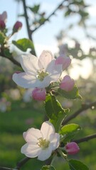 Obraz premium Blossoming apple tree in sunlight (2)