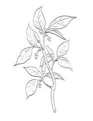 Drawing sketch style illustration of paprika, Capsicum annuum, cayenne pepper or bird pepper of the family Solanaceae as spice herb done in black and white line art on isolated white background.