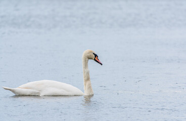 Fototapeta premium Graceful white Swan swimming in the lake, swans in the wild. Portrait of a white swan swimming on a lake.