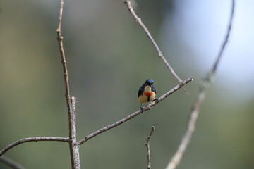 The fire-breasted flowerpecker (Dicaeum ignipectus ignipectus) is a species of bird in the family Dicaeidae. This photo was taken in North India.