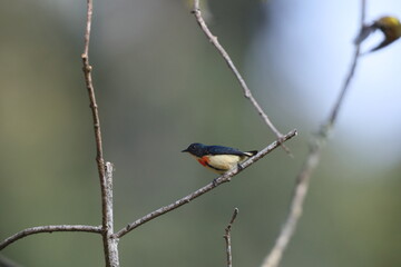 The fire-breasted flowerpecker (Dicaeum ignipectus ignipectus) is a species of bird in the family Dicaeidae. This photo was taken in North India.