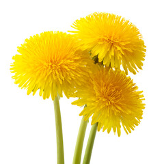 Naklejka premium Vibrant Dandelions Against Dark Backdrop: A Bold Floral Display and Visual Contrast