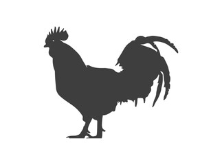 rooster illustration isolated on white background