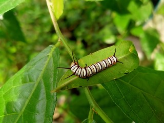 caterpillar on a leaf 