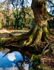 Forest Tree Roots Reflection