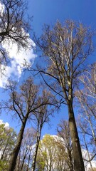 Obraz premium Bare tree branches reach towards a bright, cloud-filled blue sky, showcasing the springtime transition.