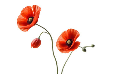 A vibrant red poppy flower set on a transparent background, commemorating Veterans Day and Remembrance Day