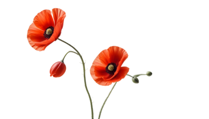 A vibrant red poppy flower set on a transparent background, commemorating Veterans Day and Remembrance Day