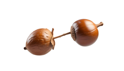 An acorn on a transparent background, highlighting the essence of late autumn outdoors