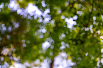 Blur green forest. Blurred leaves form a green background. Forest background, lush green foliage. Greenery nature background. A soft-focus tree backdrop.