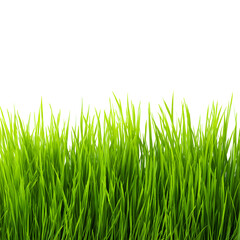 Fototapeta premium Lush green grass blades against a contrasting solid black background nature