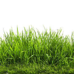 Fototapeta premium Lush green grass against a stark black background for nature and design applications