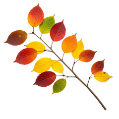 Obraz premium autumn leaves isolated on white