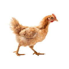 Young chicken isolated on transparent background
