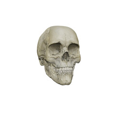 Human skull isolated on white background