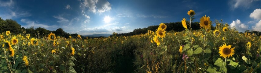 Fototapeta premium Sunflower field panorama hdr 360 degrees nature