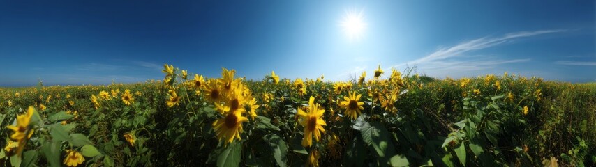 Sunflower field panorama nature hdr 360 degrees