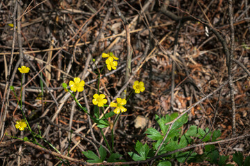 Flowering Ranunculus acris, popularly known as 