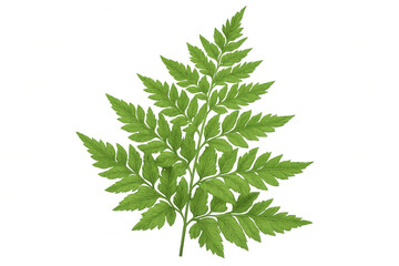 Lush green fern branch with detailed leaves, isolated on a transparent background, perfect for nature-themed designs