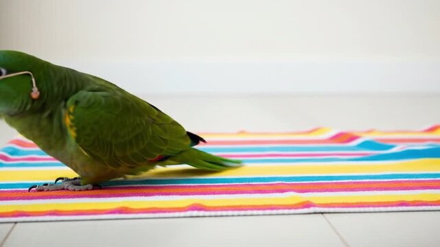 Hip parrot lounging on striped towel