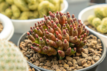 Mammillaria bocasana cv fred is a cactus cultivar known for its unique, monstrously mutated form, featuring soft, rubbery, pink or red and green lumpy or crested stems that are largely spineless