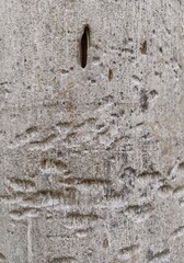 Close-up shot of a textured, light-grey tree trunk showing scratches and a small hole, exhibiting a neutral and rustic mood outdoors.