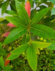 Close-up shot of vibrant green and red leaves with small green buds, showcasing a detailed texture and rich color palette against a blurred garden background.