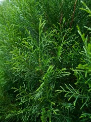 Close-up view of vibrant green cypress leaves, showcasing a lush texture and rich color palette against a natural outdoor background.