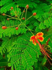 Close-up view of a single Caesalpinia pulcherrima flower blooming, showcasing vibrant orange and red petals against a backdrop of lush green foliage, creating a vivid