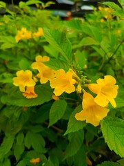 Close-up view of vibrant yellow flowers blooming on a green bush, showcasing delicate petals and lush foliage in a natural outdoor setting with a bright, sunny mood.