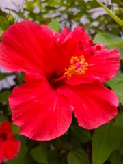Close-up view of a vibrant red hibiscus flower with visible pollen, showcasing intricate details against a blurred green foliage background in a natural, warm light.