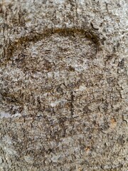 Close-up detail shot of tree bark texture, showing natural markings and rough surface, with neutral earthy tones, outdoors in natural light.