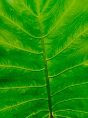 Close-up detail shot of a vibrant green leaf exhibiting intricate vein patterns, showcasing a natural texture and bright, lush color against a blurred background.