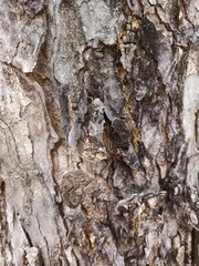 Close-up shot of tree bark texture, showing detailed patterns and earthy brown and grey tones,  vertical composition against a natural background.