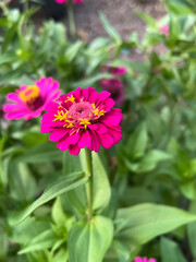 Obraz premium beautiful zinnia flowers in the garden