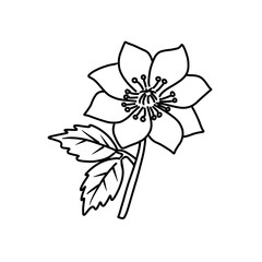 Hand drawn flower illustration