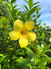 close up of color Allamanda cathartica flowers growing outdoor