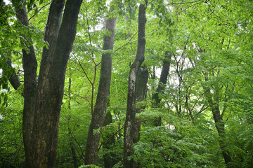 Naklejka premium 森 森林