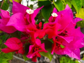Close-up view of vibrant magenta bougainvillea blossoms, showcasing intricate details and rich...