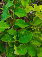 Close-up view of vibrant green bougainvillea leaves, showing intricate leaf veins and textures,  with a natural, lush mood against an outdoor background.