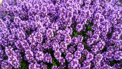 Fototapeta premium Close-up view of a vibrant cluster of purple thyme flowers, showcasing their dense and colorful display.