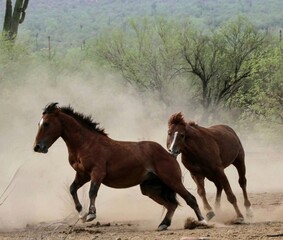 Fototapeta premium Wild Stallions Sparring in Desert 