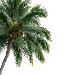 Coconut Palm Tree Fronds with Coconuts leaves isolated on a transparent background