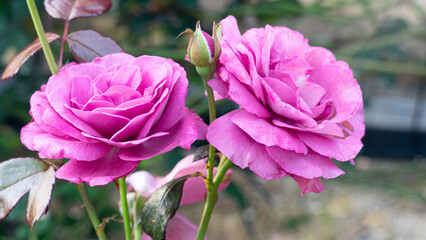 Two pink roses stand on a branch. There is dim light in the flower garden.