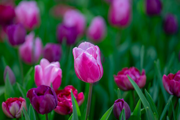 Pink spring flowers tulips. Spring background for Easter or Valentines Day. Beautiful bouquet of tulips in spring with blurred background. Bright purple color of blossom tulips. Violet Spring flower.