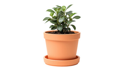 Potted Green Plant on Peach Saucer potted plant houseplant isolated on a transparent background
