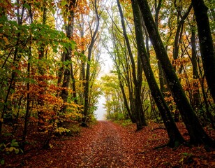Obraz premium Autumnal forest path